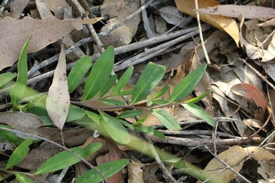 Eremophila debilis, photographed by Greg Tasney