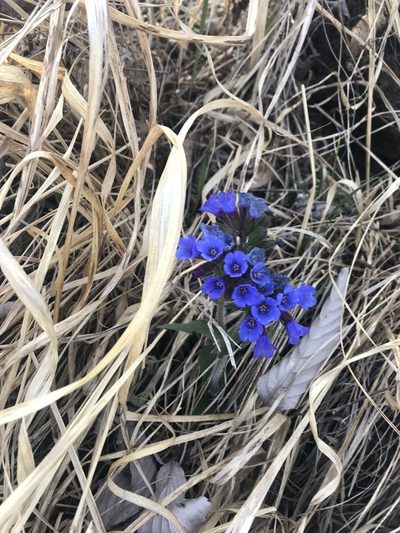 Pulmonaria australis, photographed by Luca Valente