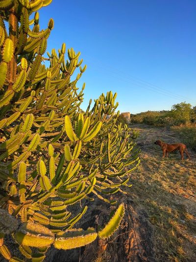 Euphorbia grandidens, photographed by Ronald Olivier