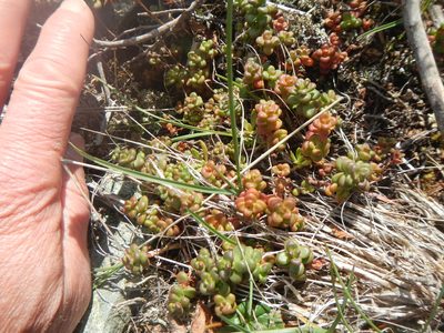 Sedum divergens, photographed by humon