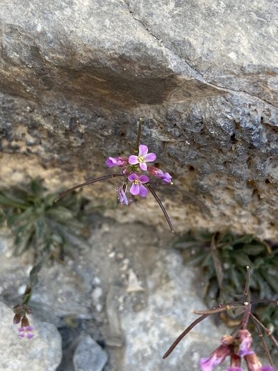 Boechera nevadensis, photographed by Ciara Hall