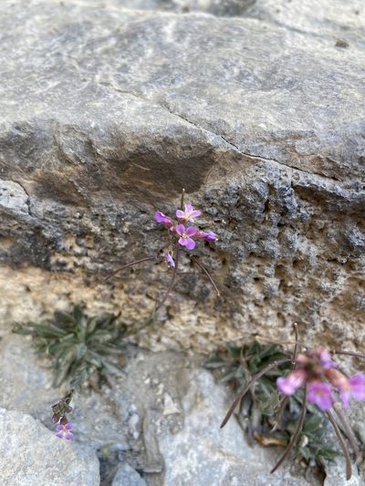 Boechera nevadensis, photographed by Ciara Hall