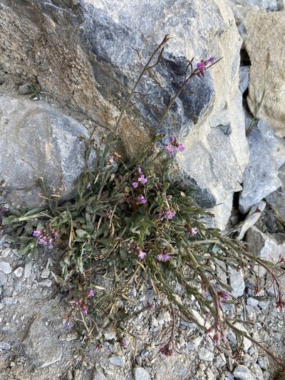 Boechera nevadensis, photographed by Ciara Hall