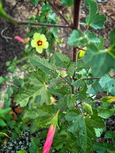 Hibiscus engleri, photographed by Ronald Olivier
