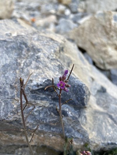 Boechera nevadensis, photographed by Ciara Hall