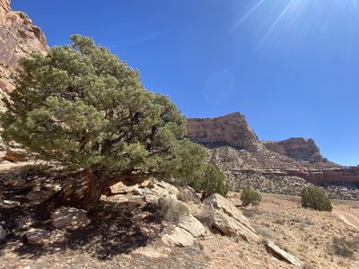 Pinus edulis, photographed by Grant Chovil