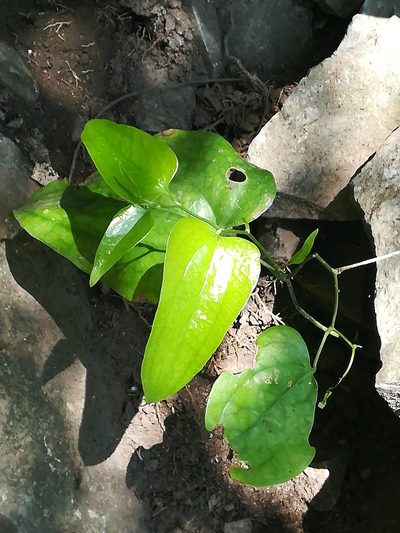 Smilax domingensis, photographed by Francisco Martínez González