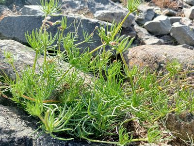 Spergula arvensis, photographed by John Barkla