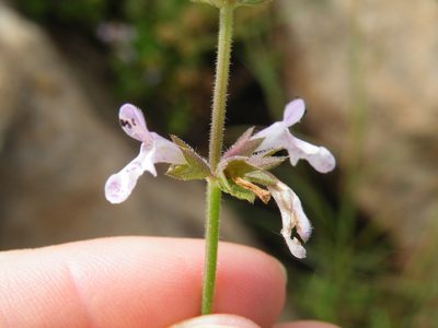Stachys aethiopica, photographed by Antoinette Eyssell Knox