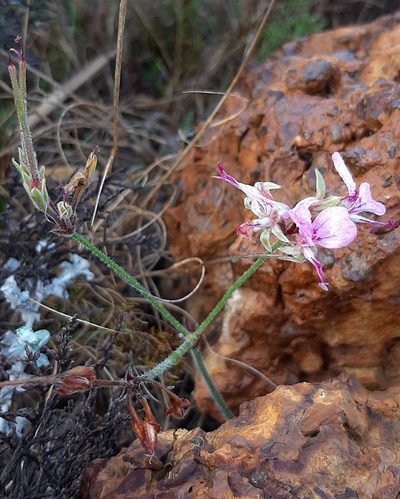 Pelargonium dipetalum, photographed by Eugene Hahndiek