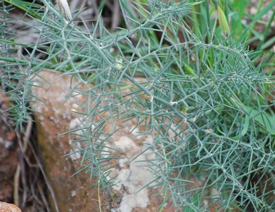 Asparagus horridus, photographed by Mirela