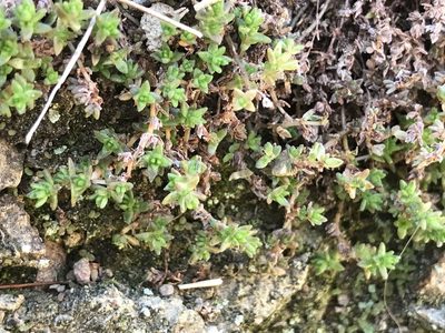 Crassula moschata, photographed by Tim Park