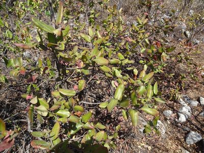 Rhus standleyi, photographed by Alexis López Hernández