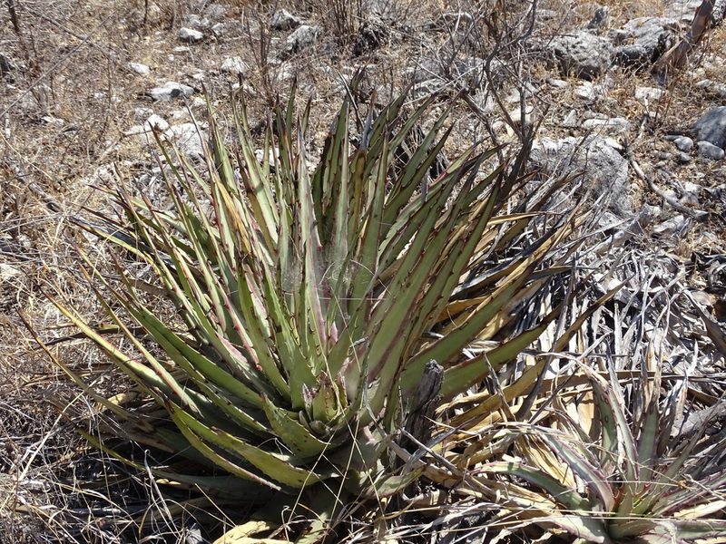 Hechtia podantha, photographed by Alexis López Hernández