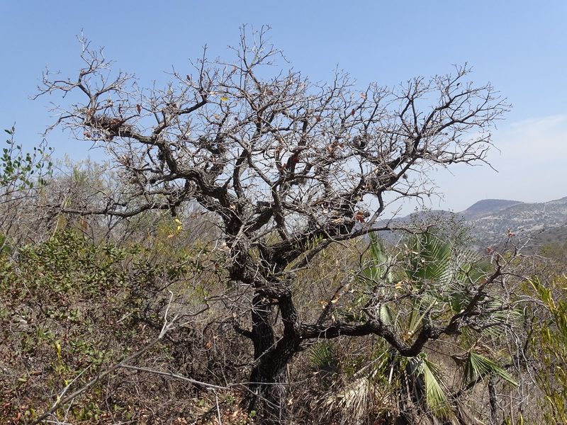 Quercus elliptica, photographed by Alexis López Hernández