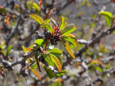 Ximenia americana, photographed by Alexis López Hernández