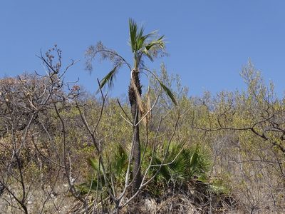 Brahea dulcis, photographed by Alexis López Hernández