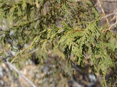 Juniperus flaccida, photographed by Alexis López Hernández