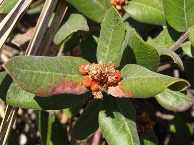 Rhus standleyi, photographed by Alexis López Hernández