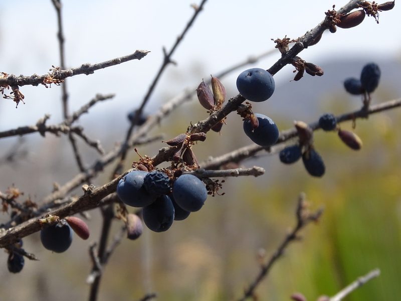 Forestiera rotundifolia, photographed by Alexis López Hernández