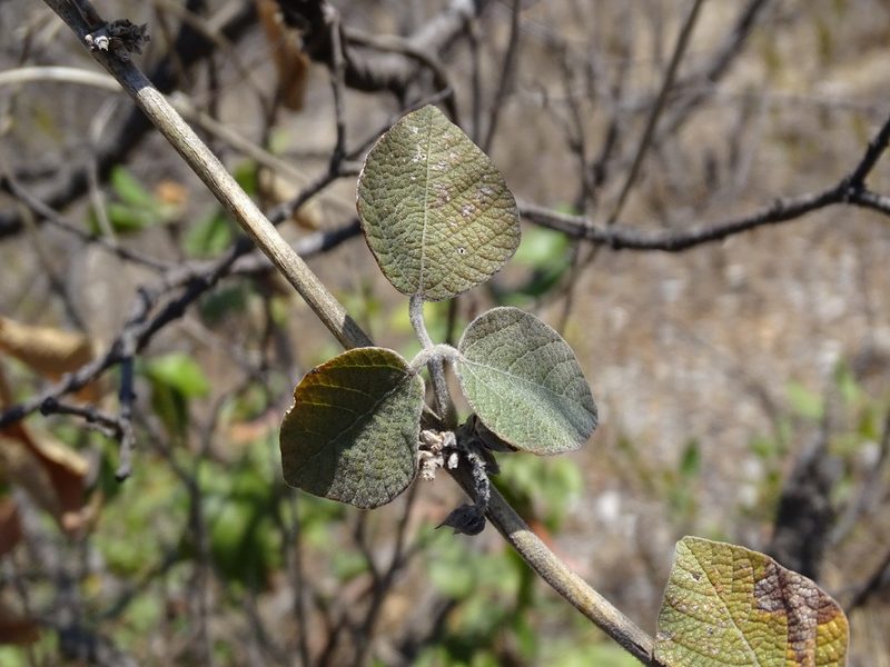 Nissolia microptera, photographed by Alexis López Hernández