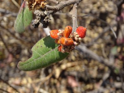 Rhus standleyi, photographed by Alexis López Hernández