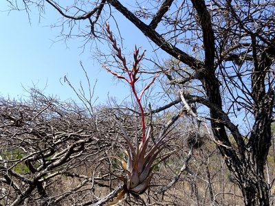 Tillandsia tehuacana, photographed by Alexis López Hernández