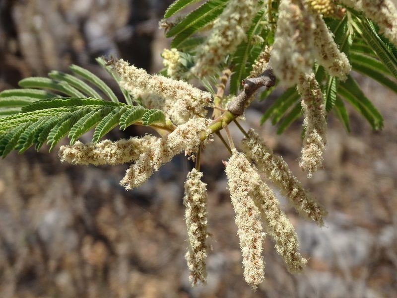 Mariosousa coulteri, photographed by Alexis López Hernández