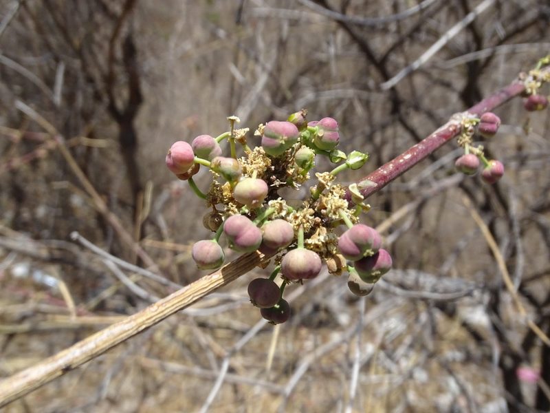 Euphorbia cymosa, photographed by Alexis López Hernández