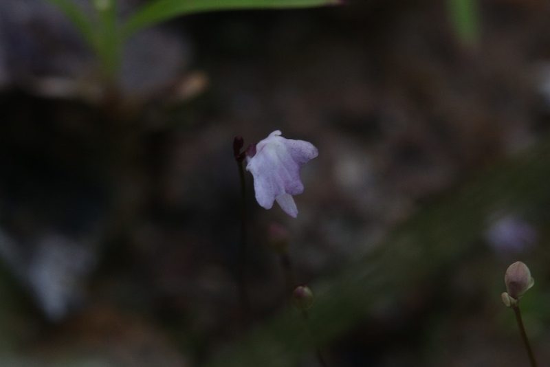Utricularia minutissima, photographed by Hugo Innes