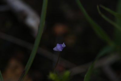 Utricularia caerulea, photographed by Hugo Innes
