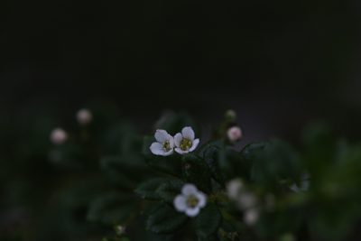 Zieria obovata, photographed by Hugo Innes