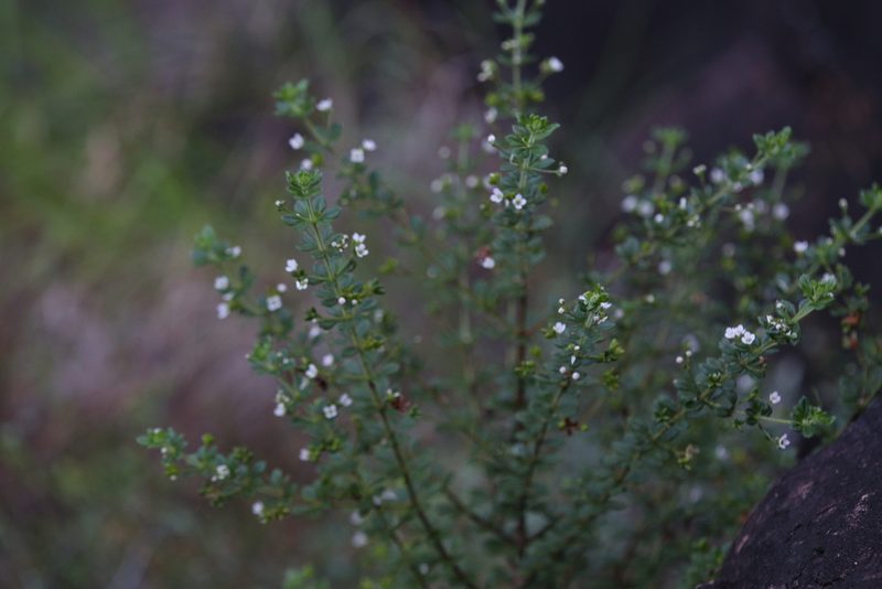 Zieria obovata, photographed by Hugo Innes