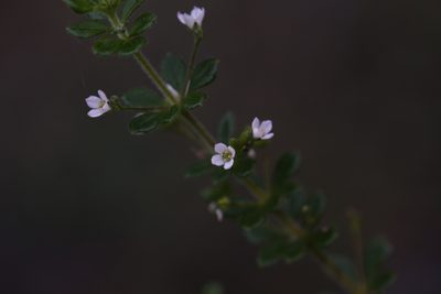 Zieria obovata, photographed by Hugo Innes