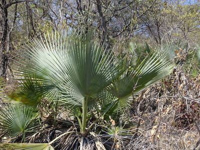 Brahea dulcis, photographed by Alexis López Hernández