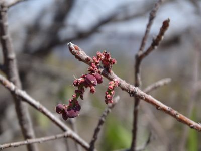 Pistacia mexicana, photographed by Alexis López Hernández
