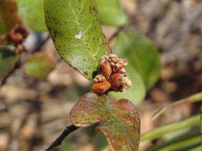 Rhus standleyi, photographed by Alexis López Hernández