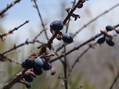 Forestiera rotundifolia, photographed by Alexis López Hernández