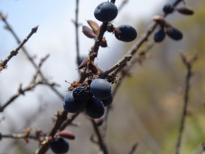 Forestiera rotundifolia, photographed by Alexis López Hernández