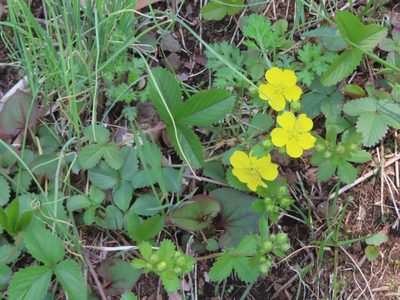 Potentilla freyniana, photographed by mami_t_t