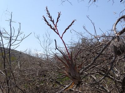 Tillandsia tehuacana, photographed by Alexis López Hernández