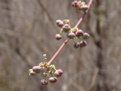 Euphorbia cymosa, photographed by Alexis López Hernández