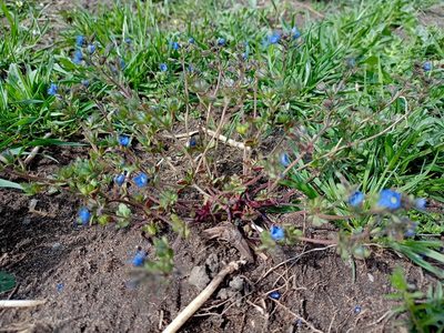 Veronica triphyllos, photographed by mnauky