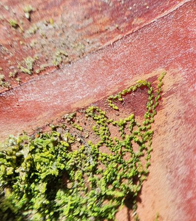 Microlejeunea ulicina, photographed by Jonathan Hughes