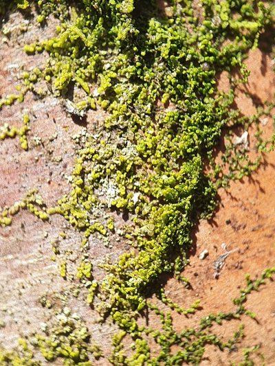 Microlejeunea ulicina, photographed by Jonathan Hughes