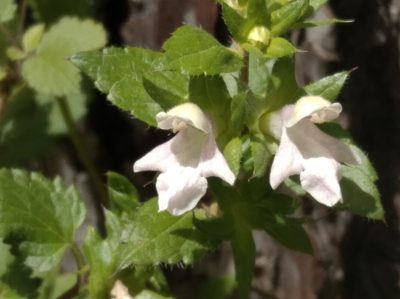 Prasium majus, photographed by Ben Costamagna