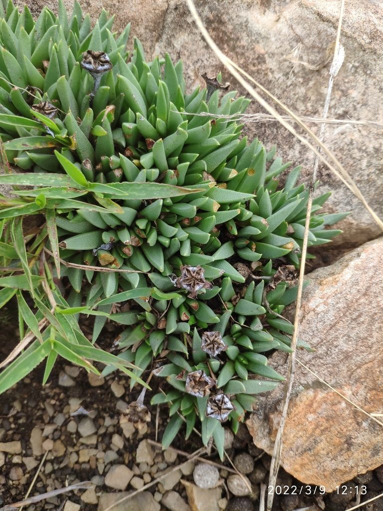 Bergeranthus multiceps, photographed by Antoinette Eyssell Knox