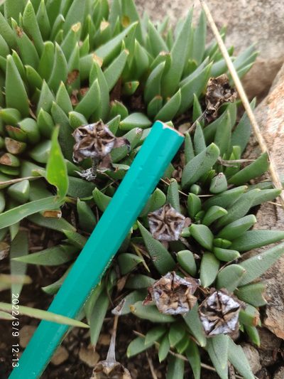 Bergeranthus multiceps, photographed by Antoinette Eyssell Knox