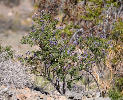 Solanum crispum, photographed by Nicolás Villaseca Merino
