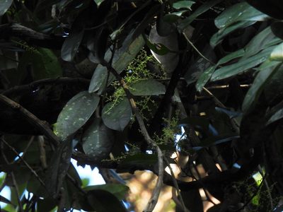 Fibraurea tinctoria, photographed by Samuel Lee